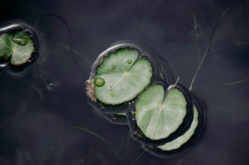 Lotus flower meditation